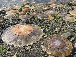 northern sea nettle jellyfish washed up on shore in Alaska