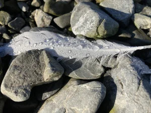 a white feather with raindrops on it lying on a pile of rocks