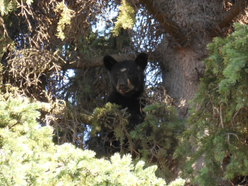 a black bear emerging from a tree