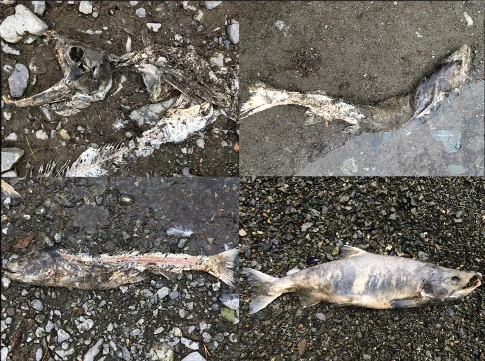 remnants of dead salmon washed up on the shore in Alaska